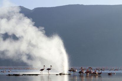 Flamencos junto a un géiser del lago Bogoria, en Kenia.