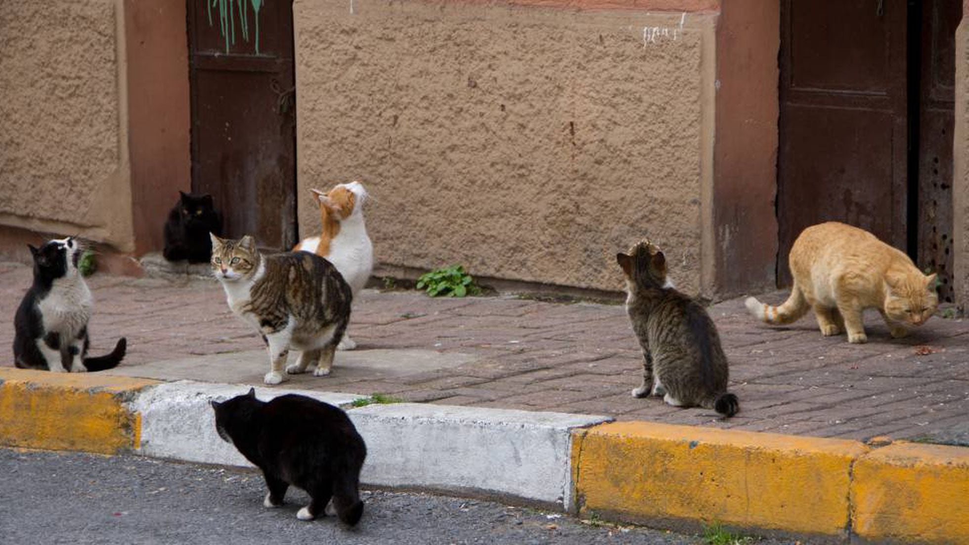 3 formas de atrapar a un gato callejero para darle una vida mejor