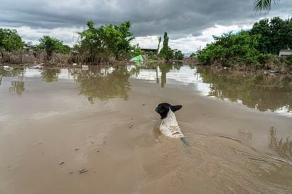 Un perro nada por las calles inundadas de la zona San Cristóbal en San Pedro Sula.