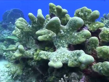 Una nueva esperanza para los arrecifes de coral