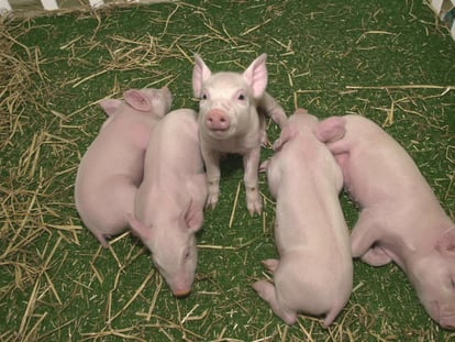 Cerdos modificados genéticamente para trasplantes por la empresa estadounidense Revivicor.