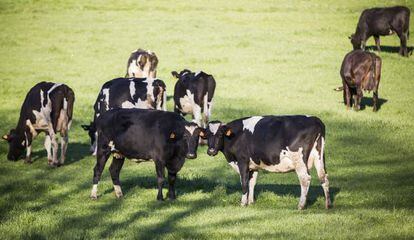 Vacas en una explotación de Lugo