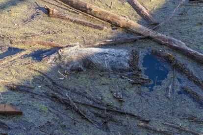Durant la crescuda, el riu va arrossegar tones de canyes i restes vegetals, i fins i tot algun animal mort.