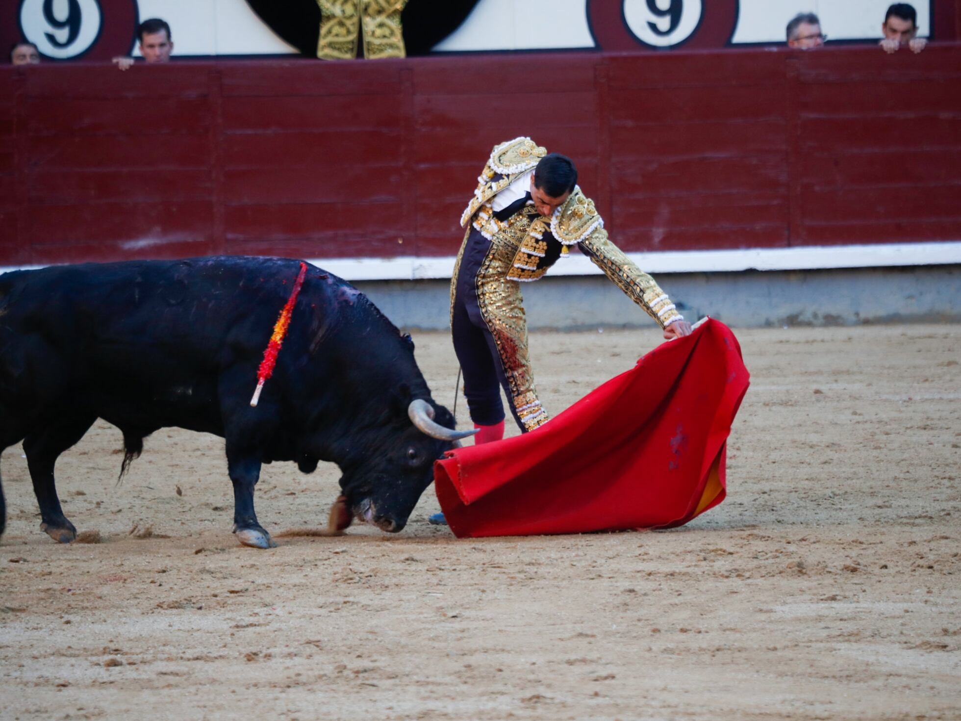 Torero diestro crucigrama