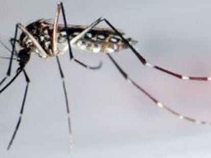 Un mosquito Aedes aegypti.