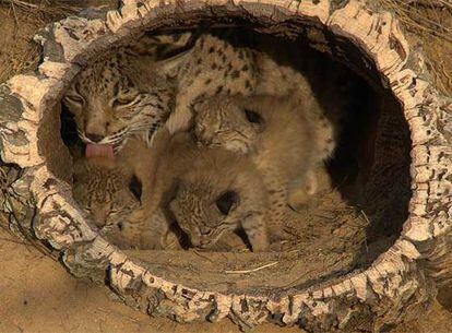 Nacen tres linces ibéricos en cautividad en Doñana