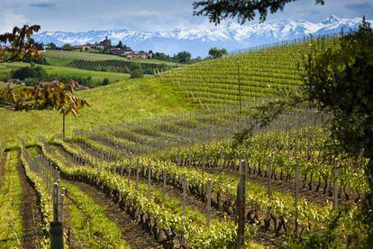 En 2014, el paisaje de viñedos de la región italia del Piamonte fue declarado patrimonio mundial. Un destino perfecto para amantes del vino y el enoturismo.