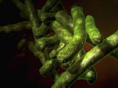 El bacteri que provoca la tuberculosi.