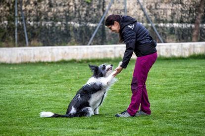 Una adiestradora educa a un can de cara a las pruebas de sociabilidad de la RSCE. 