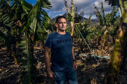 Juan Carlos Rodríguez, agricultor palmero, en una platanera destrozada en el municipio de Los Llanos de Aridane (La Palma).  