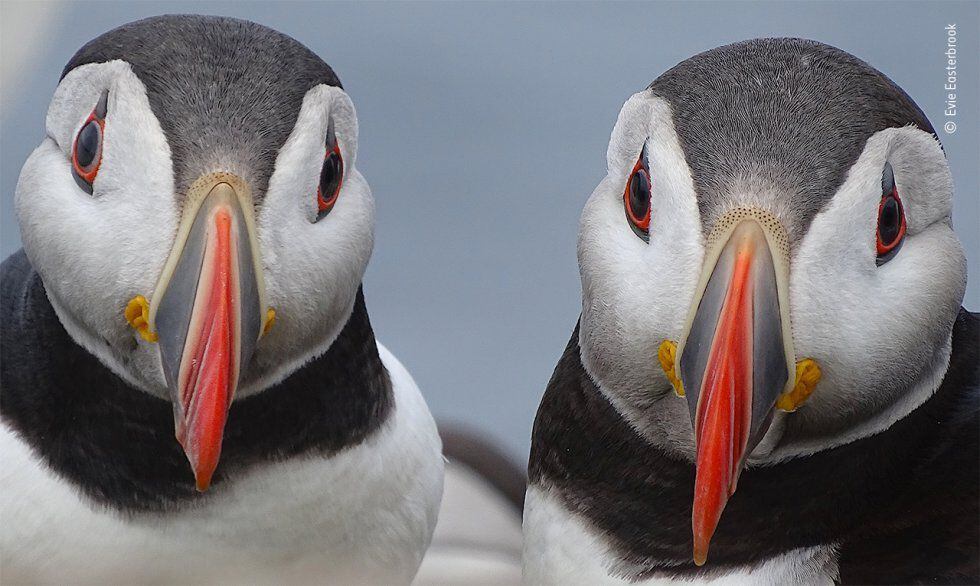 Un par de frailecillos atlánticos se detienen cerca de la madriguera de su nido, en las Islas Farne. Cada primavera, estas pequeñas islas de Northumberland atraen a más de 100.000 parejas reproductoras de aves marinas.