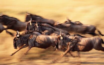 Un grupo de ñus durante la gran migración del Serengeti, en Tanzania.