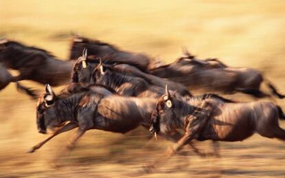 Un grupo de &ntilde;us durante la gran migraci&oacute;n del Serengeti, en Tanzania.