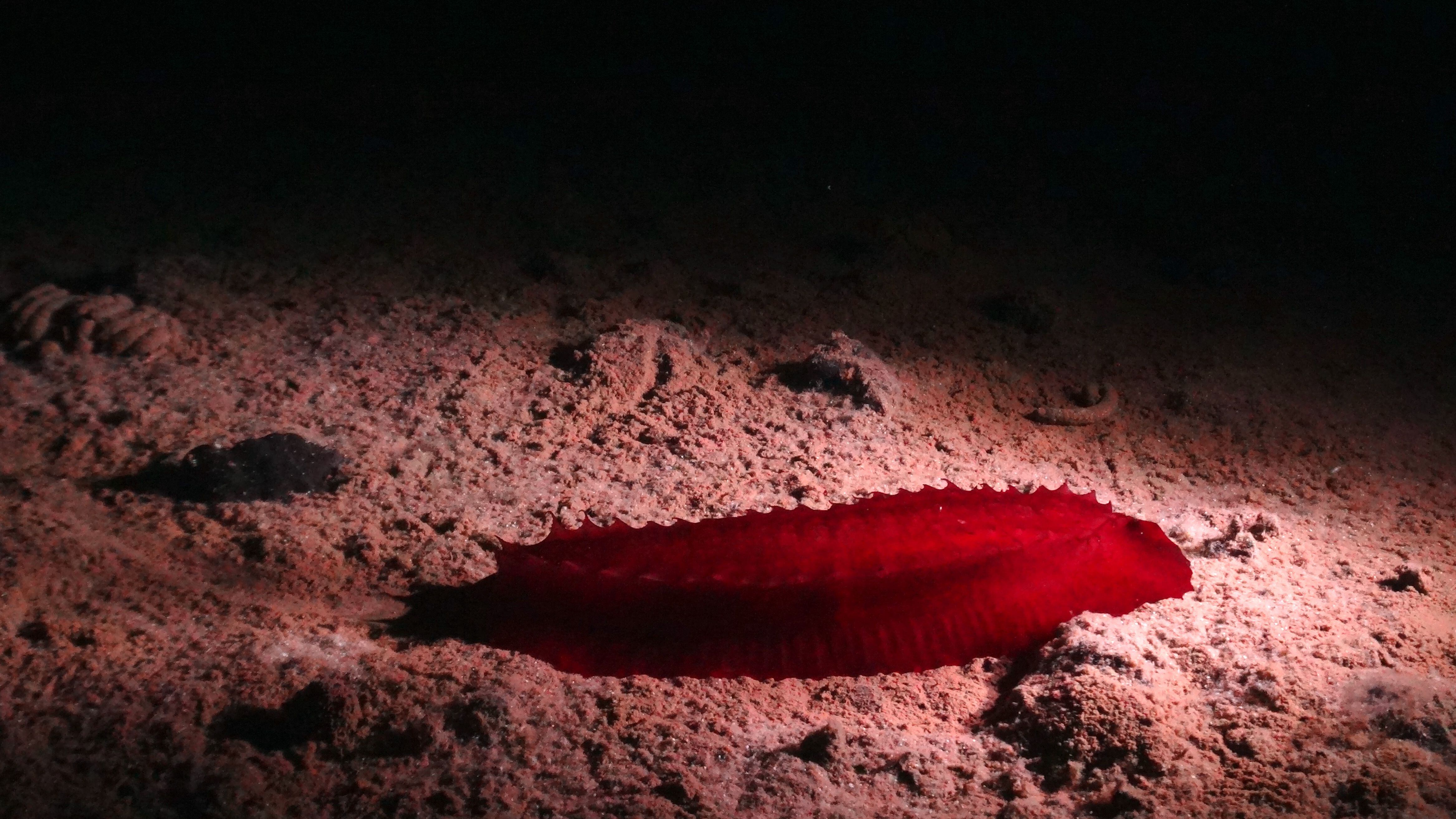 Un pepino de mar rojo, uno de los animales descubiertos en los fondos del Pacífico, en la zona Clarion-Clipperton.