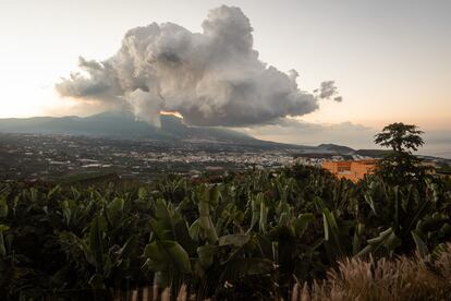 Erupción del volcán junto a la localidad de los Llanos de Aridane durante el amanecer, en primer plano, una finca de plataneras, el 19 de noviembre de 2021.