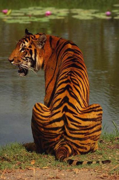 Ejemplar de tigre indio (<i>Panthera tigris tigris</i>) de espaldas.