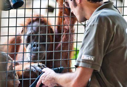 'Puppe', una orangutana de Sumatra, maneja la tableta en presencia de su hijo, 'Budi', en el zoo de Toronto.