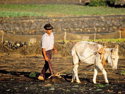 Agricultor en Lanzarote.