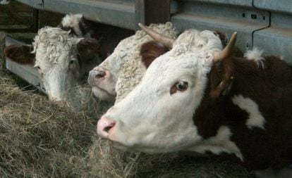 Vacas en una explotación ganadera.