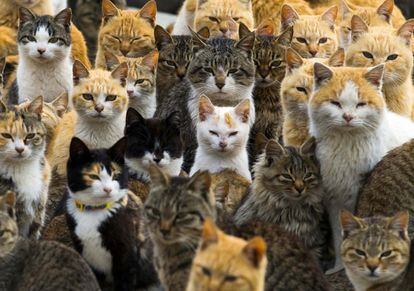 Un ejército de gatos callejeros gobierna una isla remota en el sur de Japón, refugiándose en casas abandonadas y paseando por las calles del pueblo de pescadores donde los felinos superan a los seres humanos por seis a uno. En la imagen, un grupo de gatos en una calle de la isla japonesa de Aoshima.