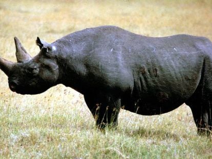 Un rinoceronte negro, en una imagen de archivo.