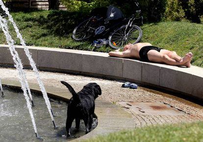Un hombre con su perro toma el sol en un parque Madrid, durante una ola de calor en julio de 2016.