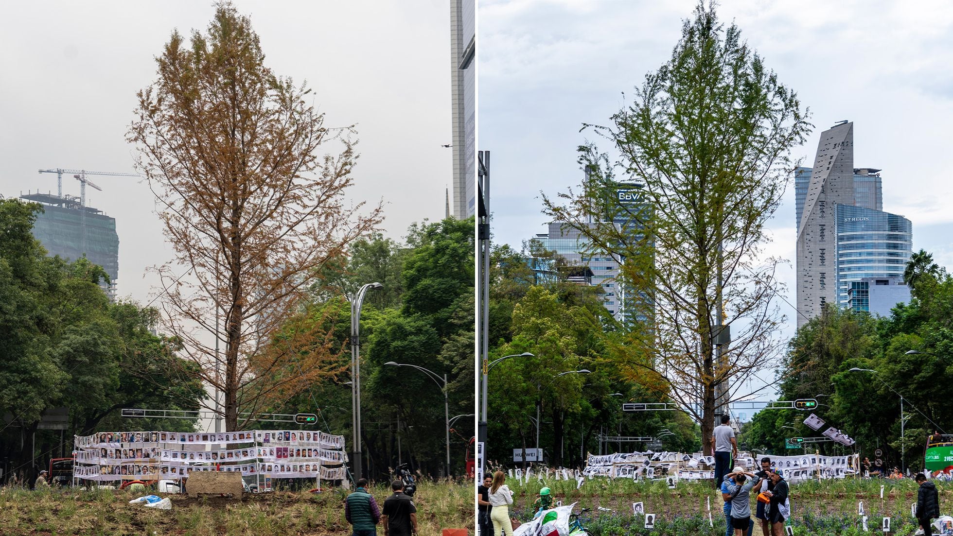 La muerte del ahuehuete es una posibilidad”: el árbol plantado en la  glorieta de Ciudad de México vive horas críticas de adaptación | EL PAÍS  México