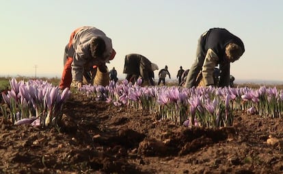 Por un kilo de azafrán se paga al agricultor español unos 3.000 euros, mientras que el producto iraní se puede importar por un precio de entre 1.500 y 2.000 euros.