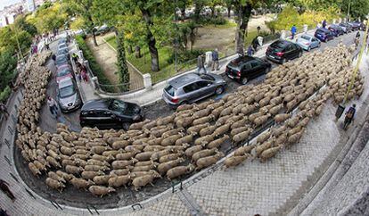 Un rebaño de ovejas circula ayer por Madrid en la celebración de la Fiesta de la Trashumancia.