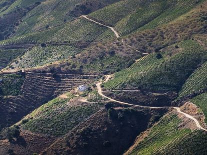 La Axarquía es uno de los paisajes más mágicos dedicados al cultivo de la uva moscatel en España. 