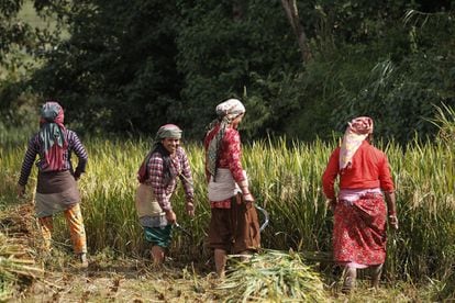 Un grupo de cuatro mujeres nepalíes siegan arroz, a las afueras de Katmandú (Nepal).