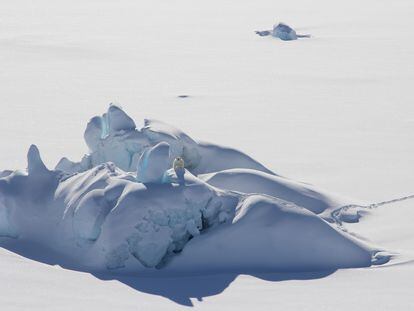 Osos polares y su reto de conseguir alimento por el cambio climático -  Medio Ambiente - Vida 