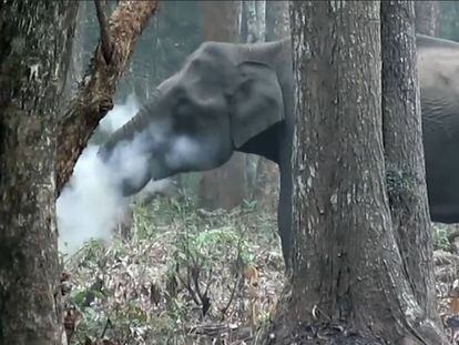 El elefante exhalando humo.