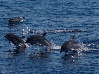 Delfines En El Pais