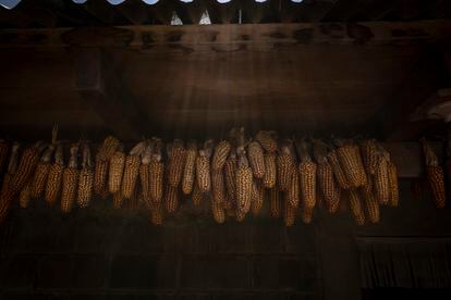 El maíz es el alimento principal en las aldeas guatemaltecas. 