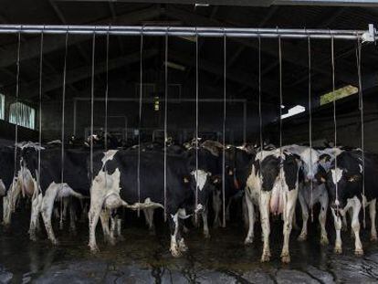 Un grupo de vacas en una explotaci&oacute;n l&aacute;ctea en Galicia