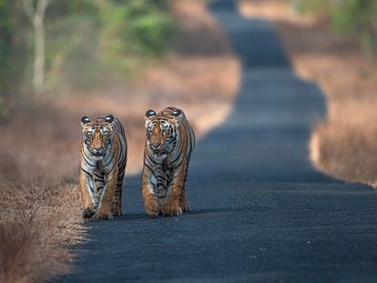 Una pareja de tigres.