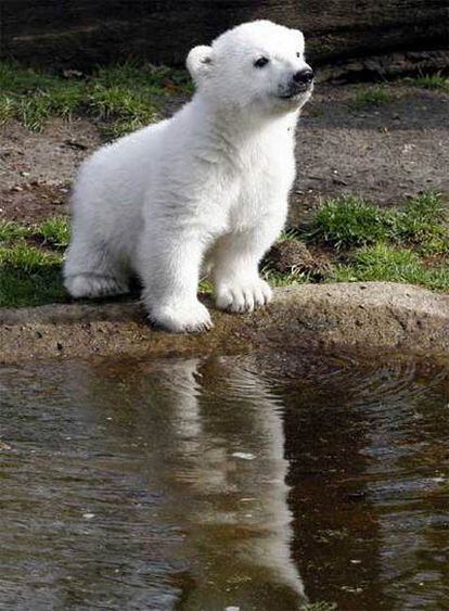 El oso polar Knut se ha presentado hoy en sociedad en el zoológico de la ciudad alemana de Berlín. Cientos de niños, fotógrafos y cámaras de televisión han asistido maravillados a las carantoñas del animal y su cuidador.