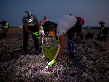 Una cuadrilla de jornaleros recoge cebollas en Lebrija (Sevilla), en verano de 2022.