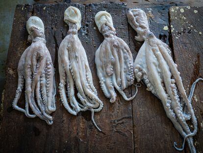 Pulpos pescados de manera ilegal se ofrecen en una mesa del mercado durante la temporada de veda.