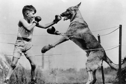 ¿Quién ganaría este combate, el niño o el perro?