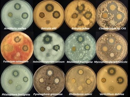 La solanimicina demostró actividad (los claros que hay en cada placa) ante varios hongos y levaduras, entre los que están algunos de los peores patógenos vegetales.