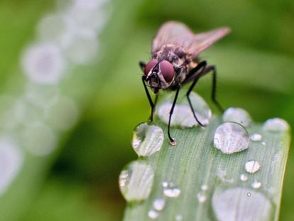Una mosca posada sobre una hoja llena de gotas de lluvia.