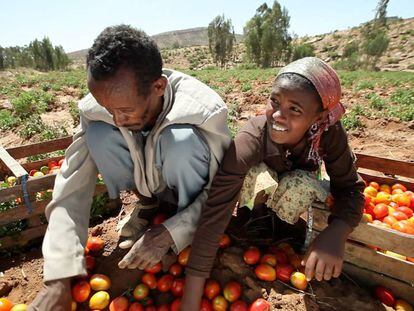 Unos agricultores recogen tomates en Etiopía. 
 
 
