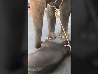 Un vídeo muestra la dificultad para incorporarse de una cría de elefante en Tailandia