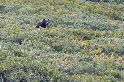 Un oso en la región rusa de Kamtchatka.