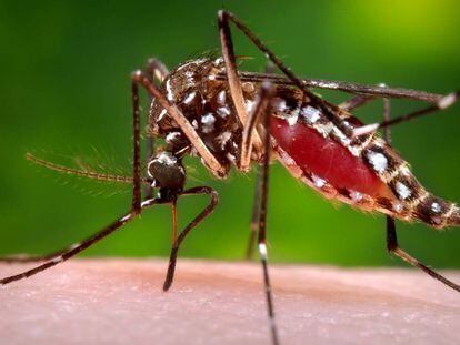 Hembra del mosquito Aedes aegypti, transmisor de la fiebre del Nilo.