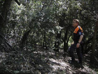 Un toro de 400 kilos lleva libre tres meses por un bosque de Montorn&egrave;s