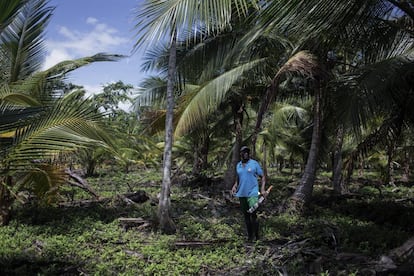 FOTOGALERÍA: Gilberto y Alicia son beneficiarios de la cooperación española para que su plantación cocotera sea más eficiente.