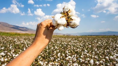 Dime qué tipo de algodón contiene tu ropa y te diré en qué estás contribuyendo a mejorar el planeta